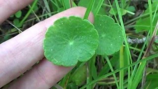 Pennywort or dollarweed  edible wild plant of Florida [upl. by Biondo]