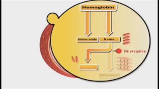 Antimalarial drugs animation Chloroquine [upl. by Vijar]