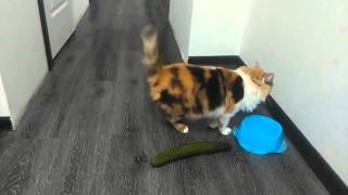 Verrückte Katzen  Gurken Compilation Lustige Katzenvideos [upl. by Airamas]