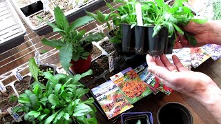 Seed Starting Perennials Indoors All the DetailsStart Early Grow Roots OverSeed amp Divide [upl. by Thin526]