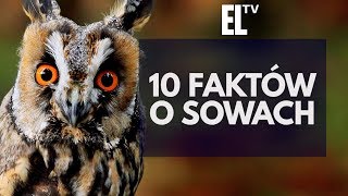 10 faktów o sowach [upl. by Plerre59]