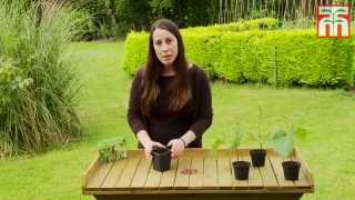 How to grow Runner Beans with Thompson amp Morgan [upl. by Terri]