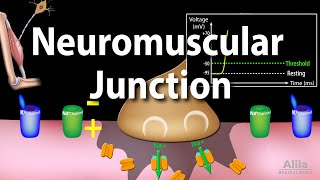 Neuromuscular Junction Animation [upl. by Greenwell12]