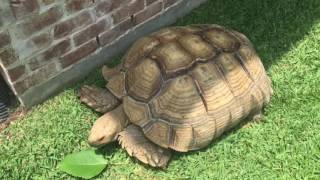 George the 200lb Sulcata Full update [upl. by Apthorp]