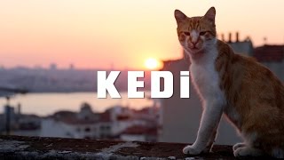 KEDI  TRAILER 1 [upl. by Spancake892]