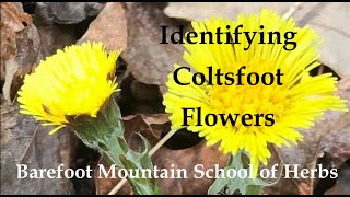 Locating and Identifying Coltsfoot in early Spring [upl. by Worrell]