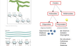 La classification des glucides 🍬 [upl. by Aushoj578]