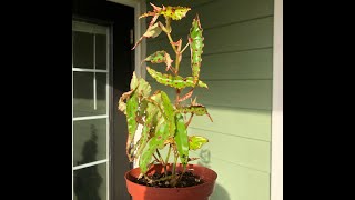 Begonia Amphioxus Propagating [upl. by Biagi]